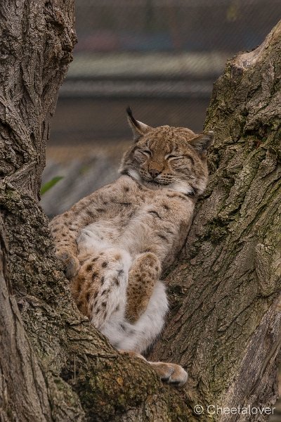 _DSC0399.JPG - Europese Lynx