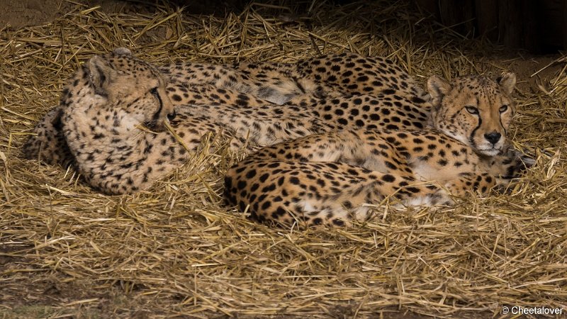 _DSC0076.JPG - Cheeta
