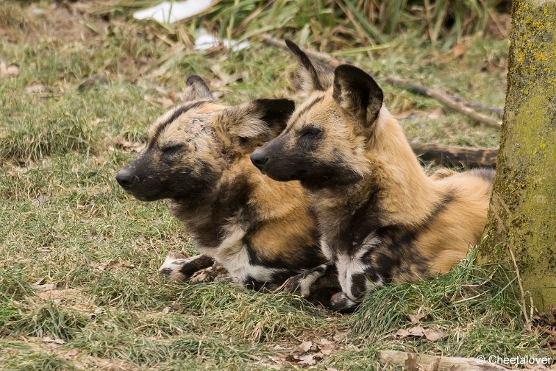 _DSC0081.JPG - Afrikaanse Wilde Hond