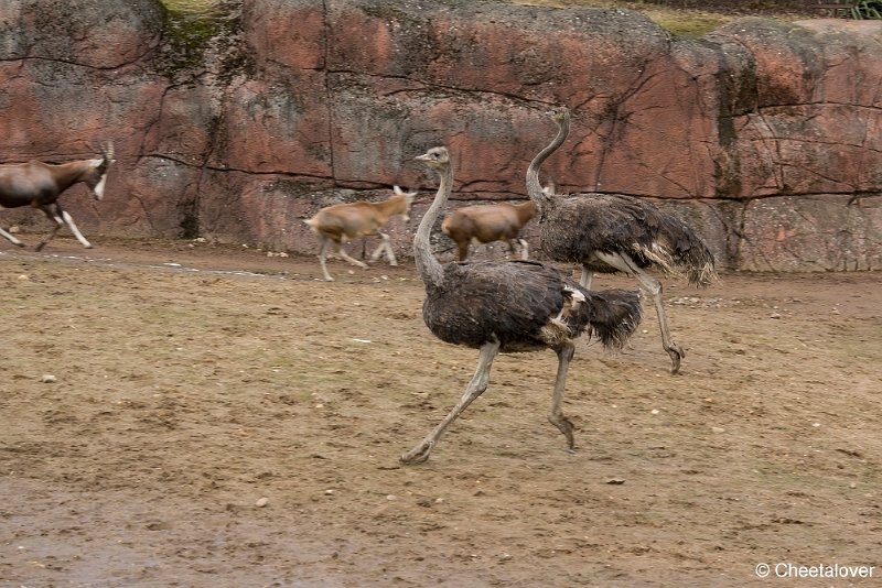 _DSC0097.JPG - Blesbok en Struisvogel