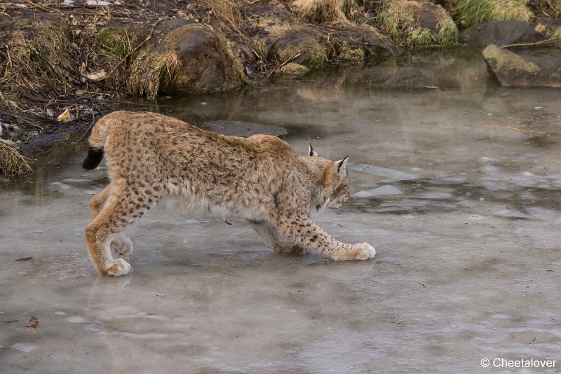 _DSC0174.JPG - Linx