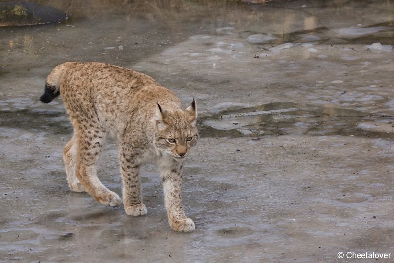 _DSC0177.JPG - Linx