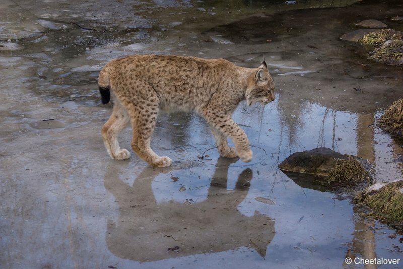 _DSC0179.JPG - Linx