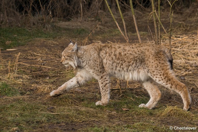 _DSC0217.JPG - Linx