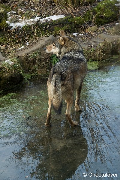 _DSC0255.JPG - Wolf