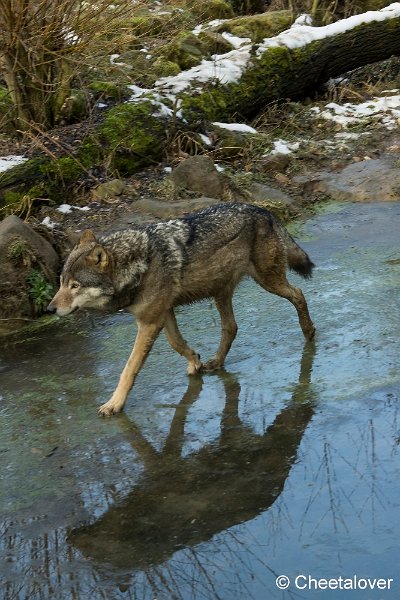 _DSC0261.JPG - Wolf