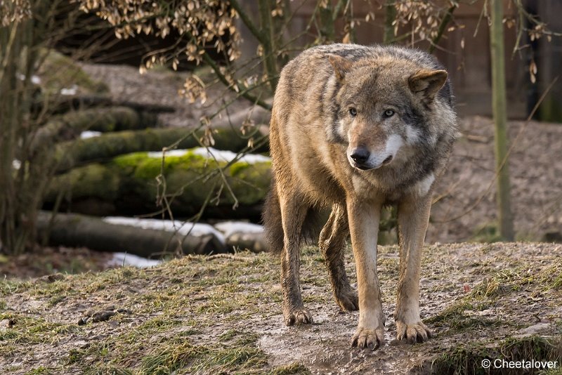 _DSC0265.JPG - Wolf