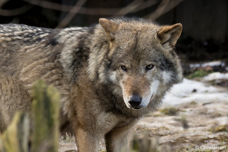 _DSC0269.JPG - Wolf