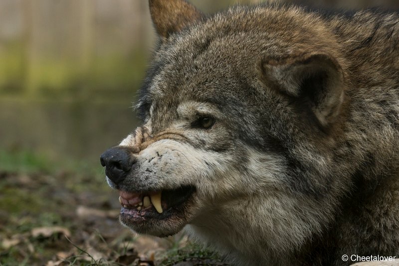 _DSC0275.JPG - Wolf