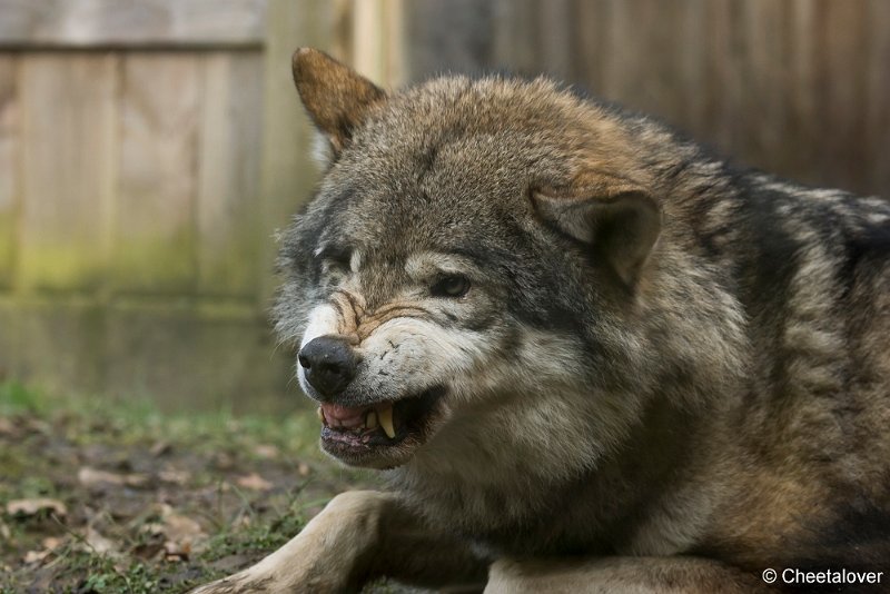_DSC0278.JPG - Wolf
