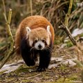 _DSC0055