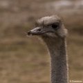 _DSC0070