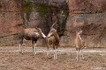 _DSC0093