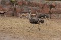 _DSC0097