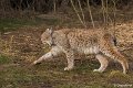 _DSC0217