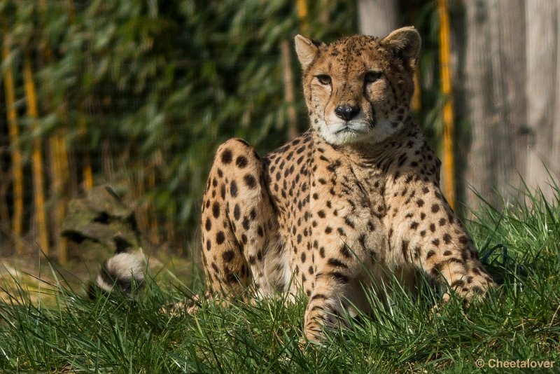 P1330087.JPG - Cheeta