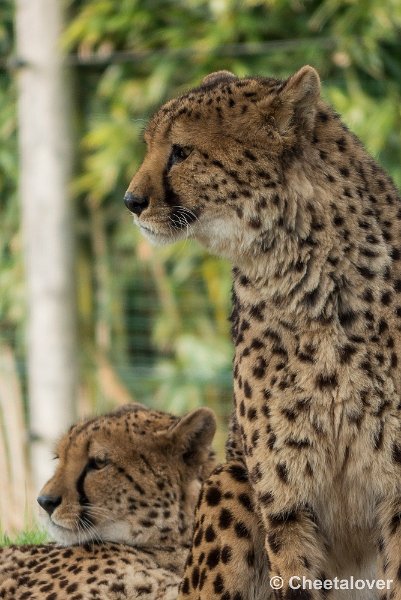 P1330107.JPG - Cheeta
