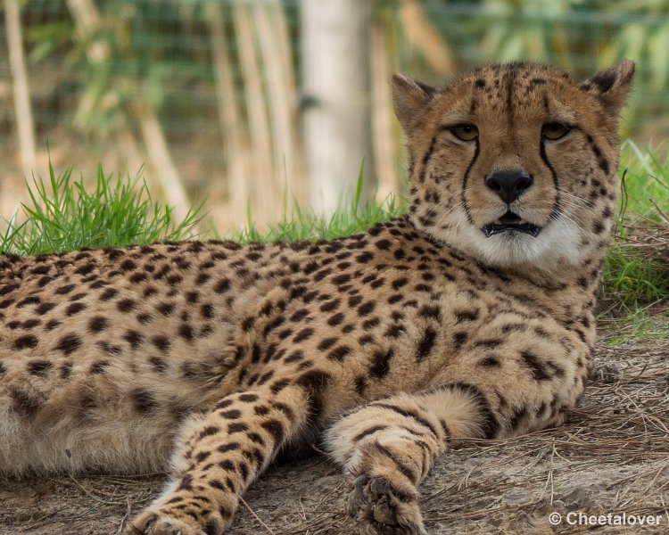 P1330108.JPG - Cheeta
