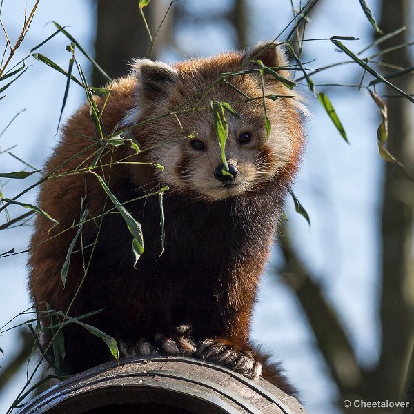_DSC0006.JPG - Rode Panda