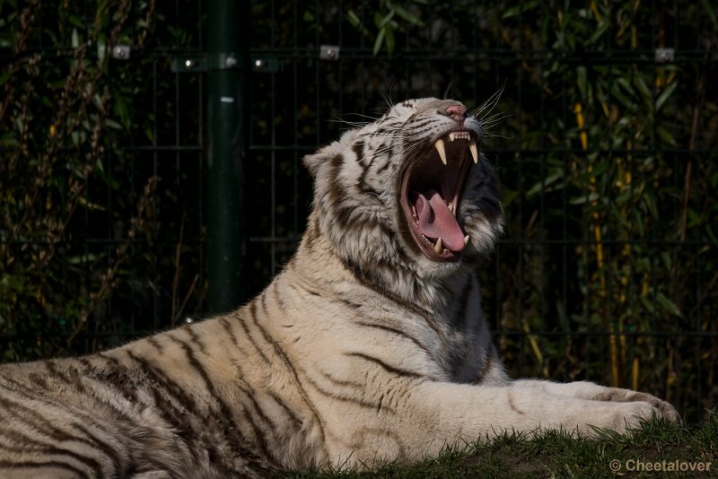 _DSC0102.JPG - Witte Tijger