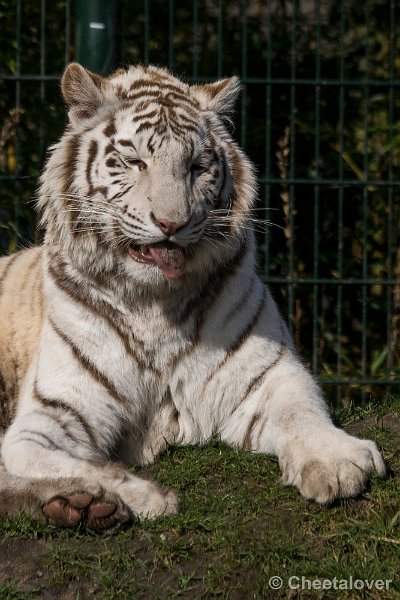 _DSC0114.JPG - Witte Tijger