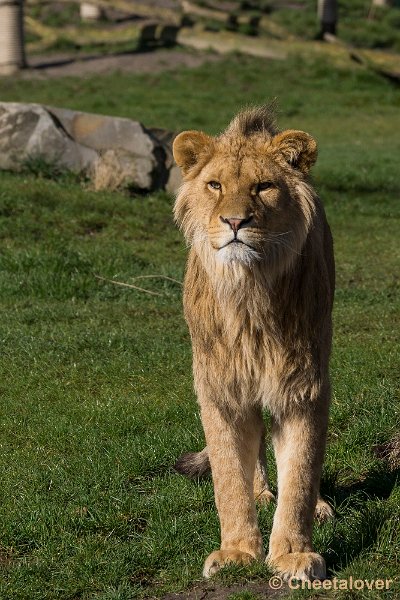 _DSC0138.JPG - Afrikaanse Leeuw