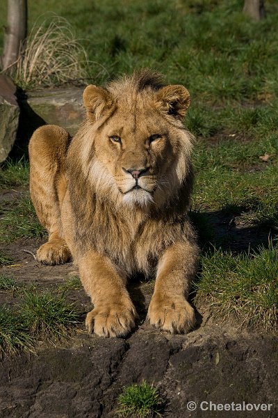 _DSC0142.JPG - Afrikaanse Leeuw