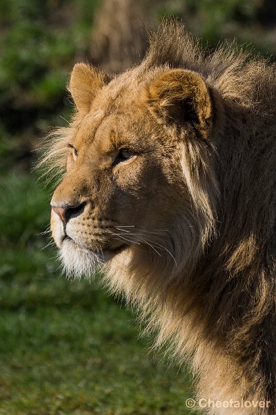 _DSC0158.JPG - Afrikaanse Leeuw