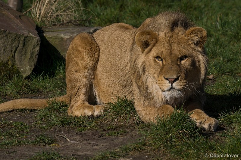 _DSC0172.JPG - Afrikaanse Leeuw