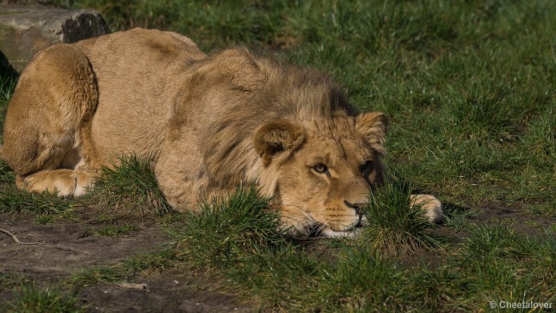 _DSC0174.JPG - Afrikaanse Leeuw