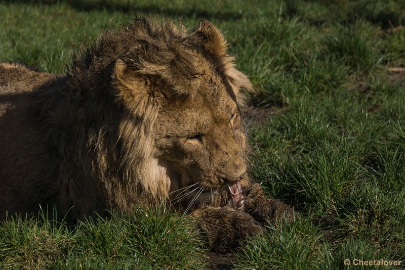 _DSC0197.JPG - Afrikaanse Leeuw