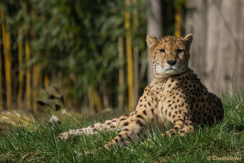 _DSC0259.JPG - Cheeta