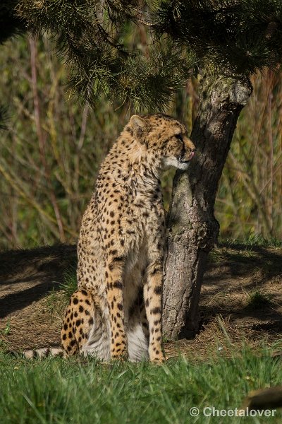 _DSC0274.JPG - Cheeta