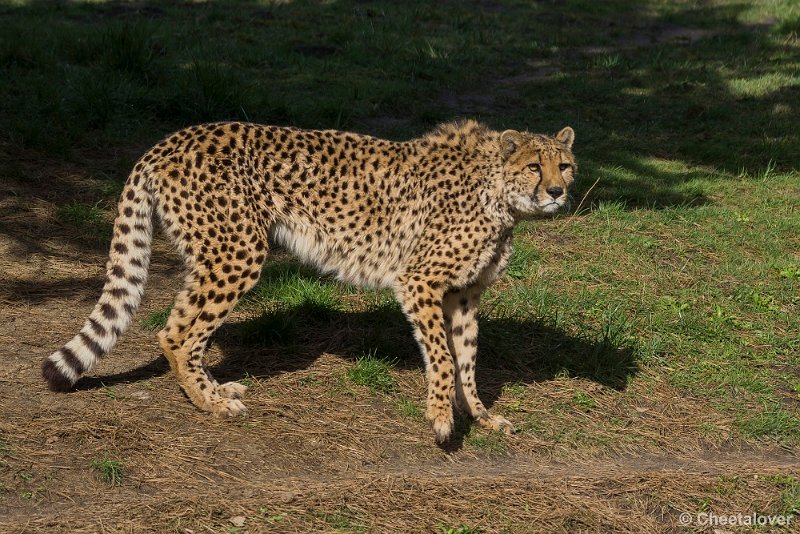 _DSC0283.JPG - Cheeta