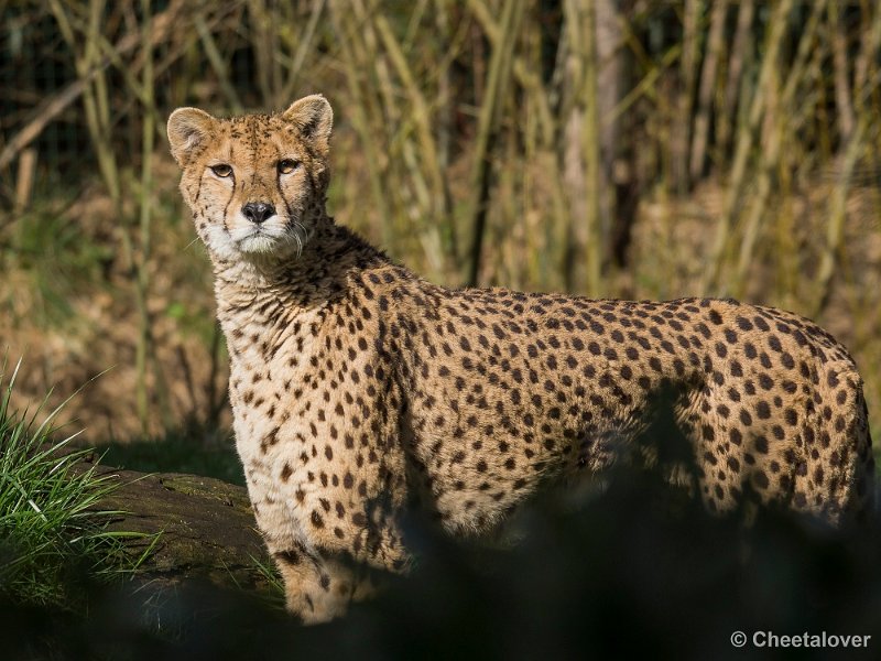_DSC0297.JPG - Cheeta