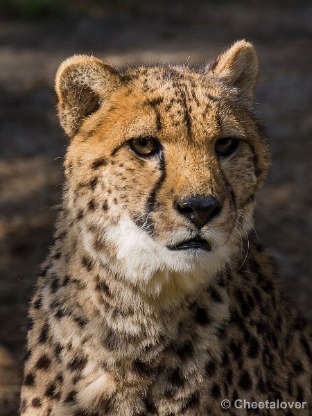 _DSC0305.JPG - Cheeta