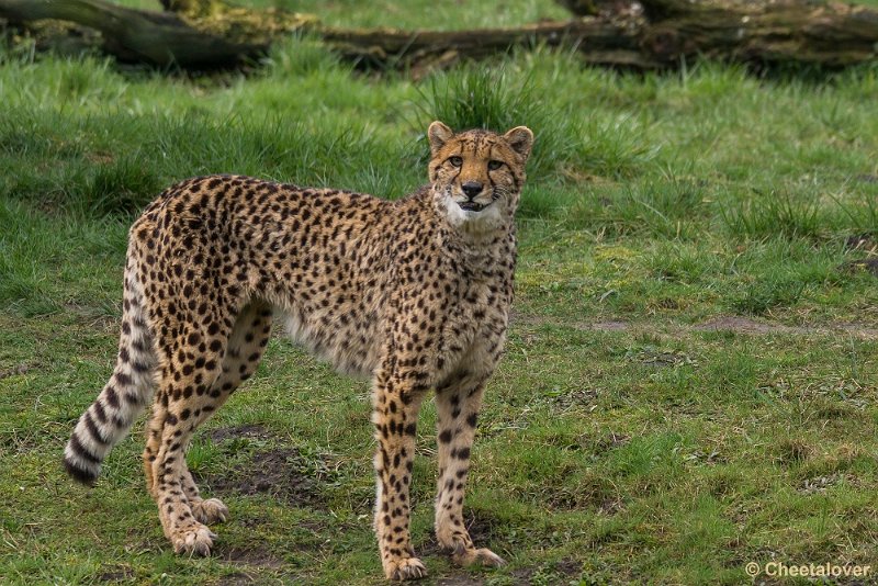 _DSC0371.JPG - Cheeta