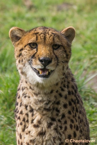 _DSC0383.JPG - Cheeta
