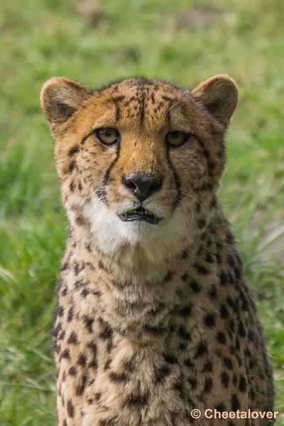 _DSC0388.JPG - Cheeta