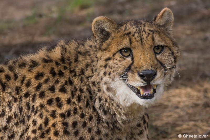 _DSC0413.JPG - Cheeta
