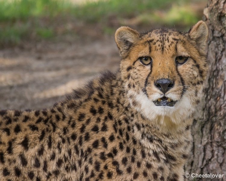 _DSC0417.JPG - Cheeta