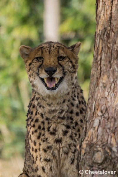 _DSC0458.JPG - Cheeta