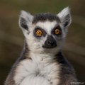 _DSC0221