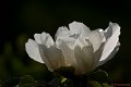 _DSC0004