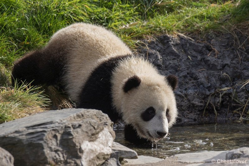 _DSC0011.JPG - Tian Bao