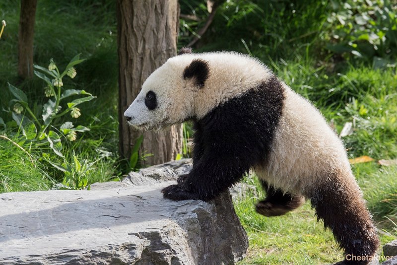 _DSC0020.JPG - Tian Bao