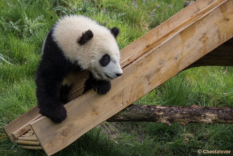 _DSC0026.JPG - Tian Bao