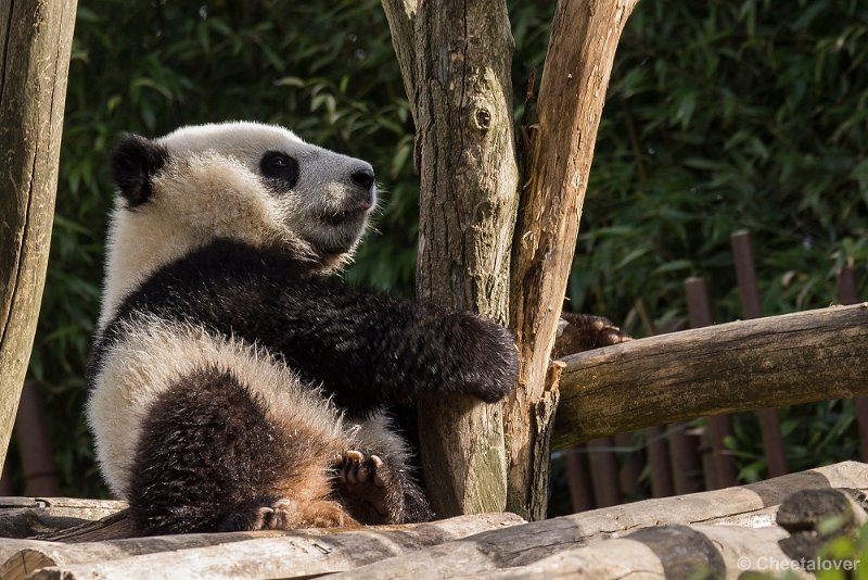 _DSC0041.JPG - Tian Bao