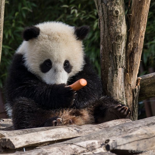 _DSC0054.JPG - Tian Bao