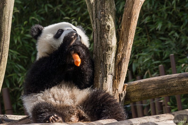 _DSC0057.JPG - Tian Bao